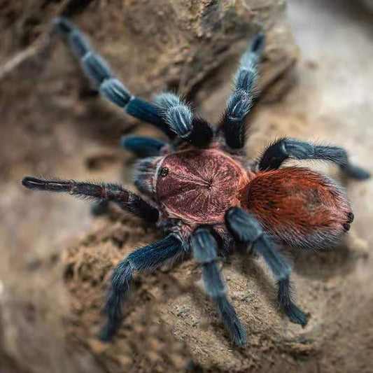 Bonnetina papalutlensis - The Mexican Blue & Pink - Pair For Sale!