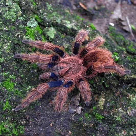 Bonnetina chamala - Pulp Fiction Tarantula - Extremely Rare!