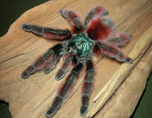 Caribena Versicolor - Red/Green C.F. Antilles Pink-toe - For Sale!