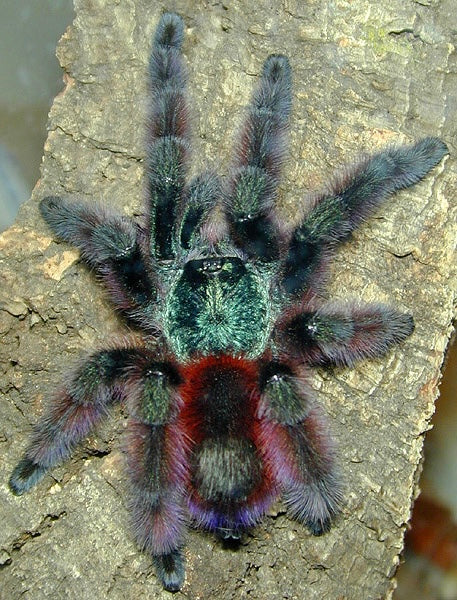 Caribena Versicolor - Red/Green C.F. Antilles Pink-toe - For Sale!