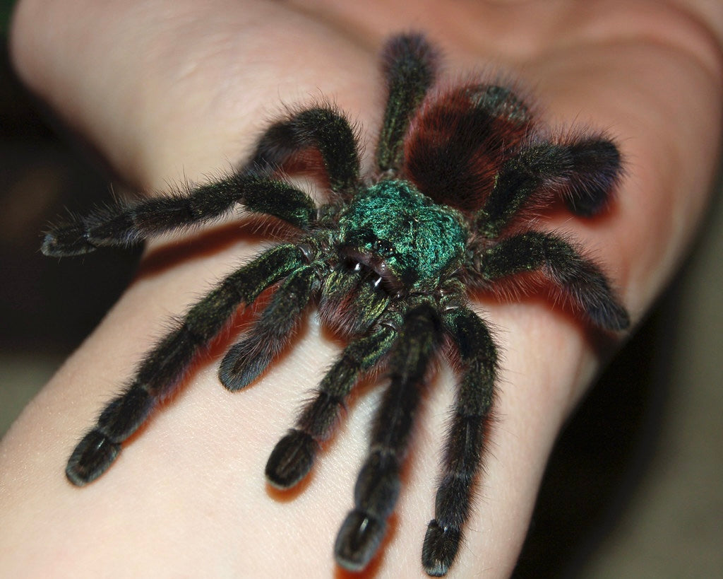 Caribena Versicolor - Red/Green C.F. Antilles Pink-toe - For Sale!