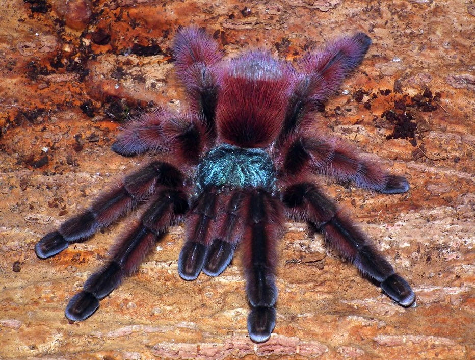 Caribena Versicolor - Red/Green C.F. Antilles Pink-toe - For Sale!