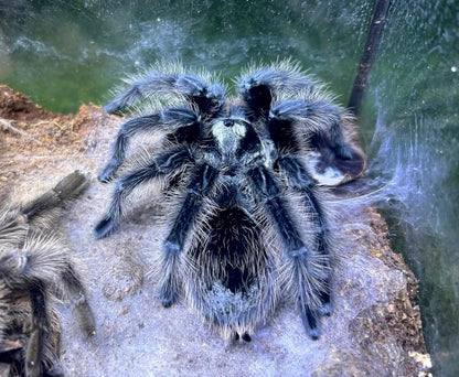 Grammostola Grossa Tarantula on its web 
