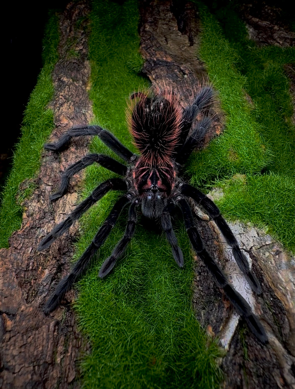 Xenenthis intermedia - Venezuelan Blue Bloom - Adult Female For Sale 7+