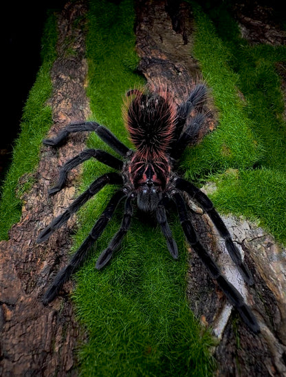 Xenenthis intermedia - Venezuelan Blue Bloom - Adult Female For Sale 7+