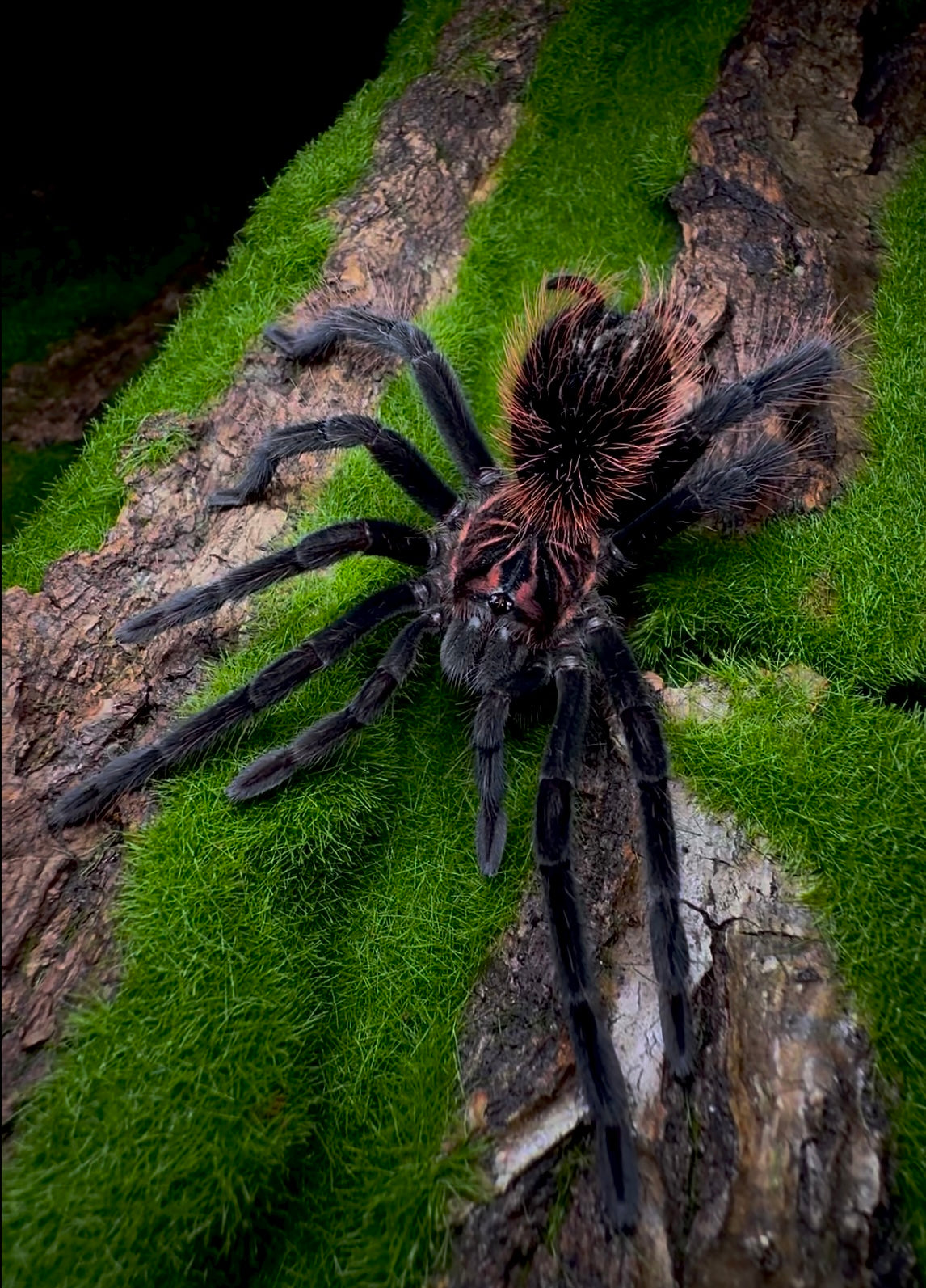 Xenenthis intermedia - Venezuelan Blue Bloom - Adult Female For Sale 7+
