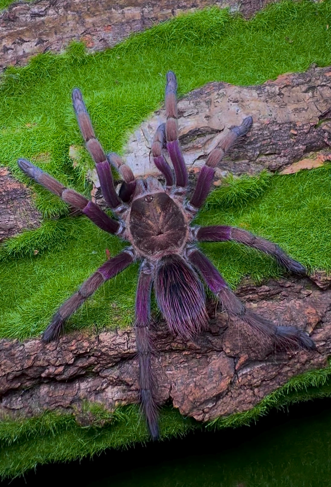 Pamphobeteus insignis (Columbia) - Columbian Royal Amethyst Bird-Eater - Female For Sale