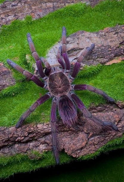 Pamphobeteus insignis (Columbia) - Columbian Royal Amethyst Bird-Eater - Female For Sale