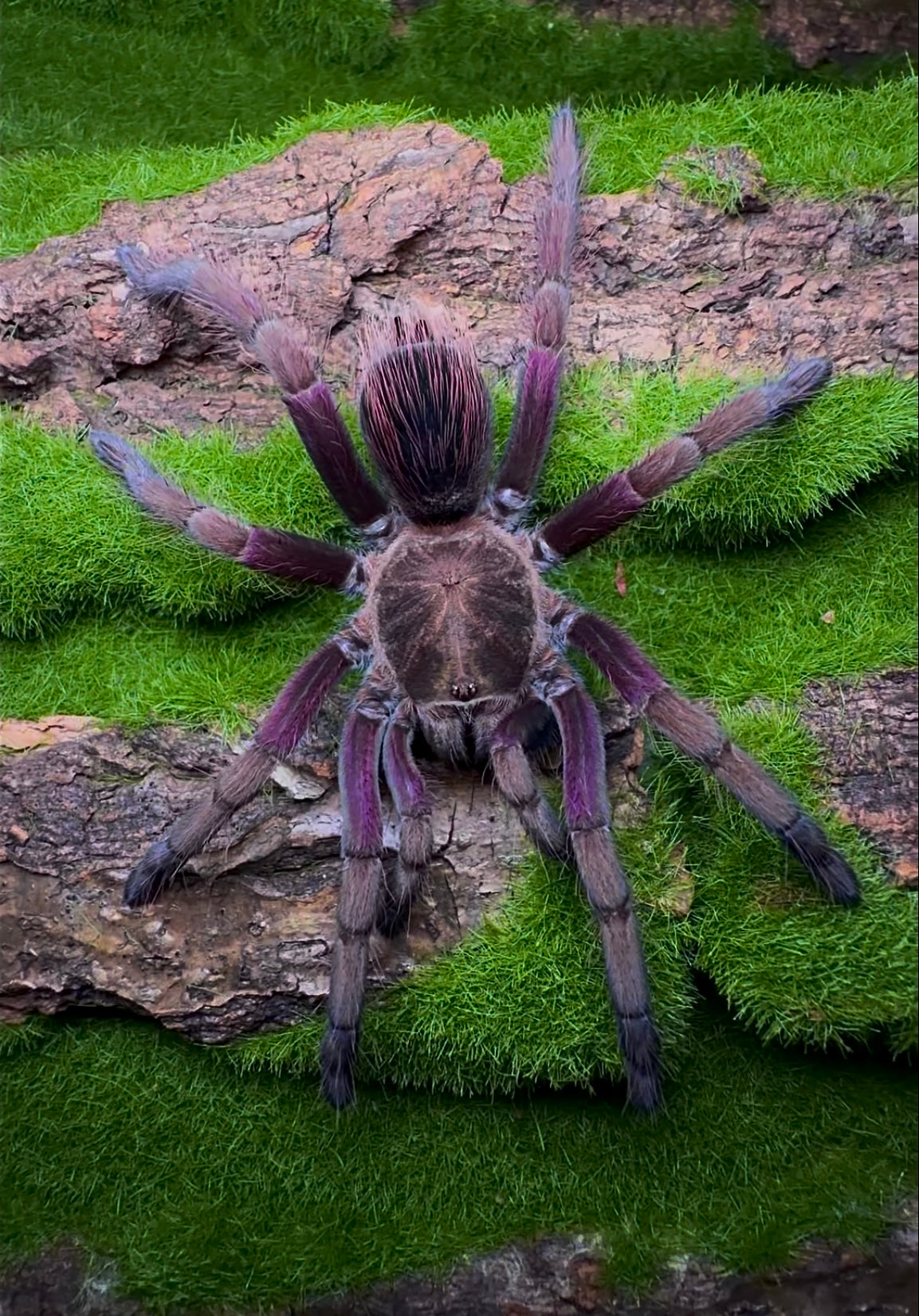 Pamphobeteus insignis (Columbia) - Columbian Royal Amethyst Bird-Eater - Female For Sale