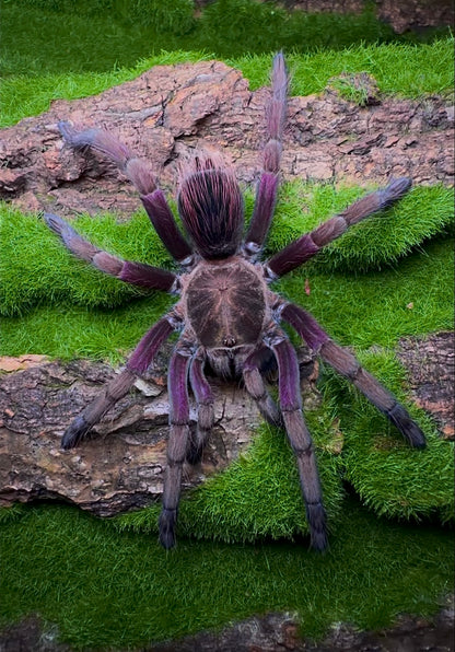 Pamphobeteus insignis (Columbia) - Columbian Royal Amethyst Bird-Eater - Female For Sale