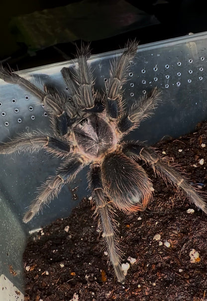 Phormictopus sp. Full Green - Goliath Green Bird-Eater - For sale