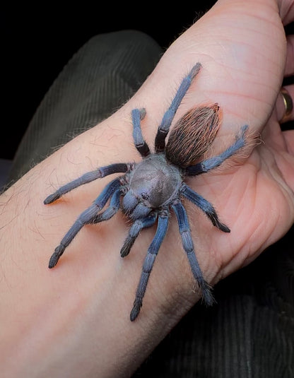 Aphonopelma sp. Aqua Fuego - The Blonde Blue Fuego - SWOLLEN BALLS RARE!
