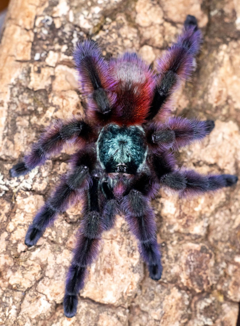 Great Description About C Versicolor For Sale