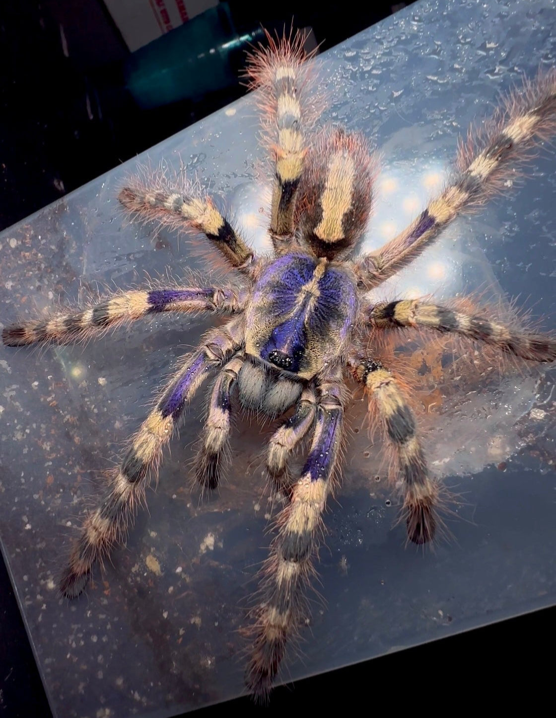 Poecilotheria Formosa young adult female tarantula on side of its enclosure 