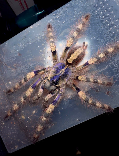 Poecilotheria formosa – Salem Ornamental - For Sale