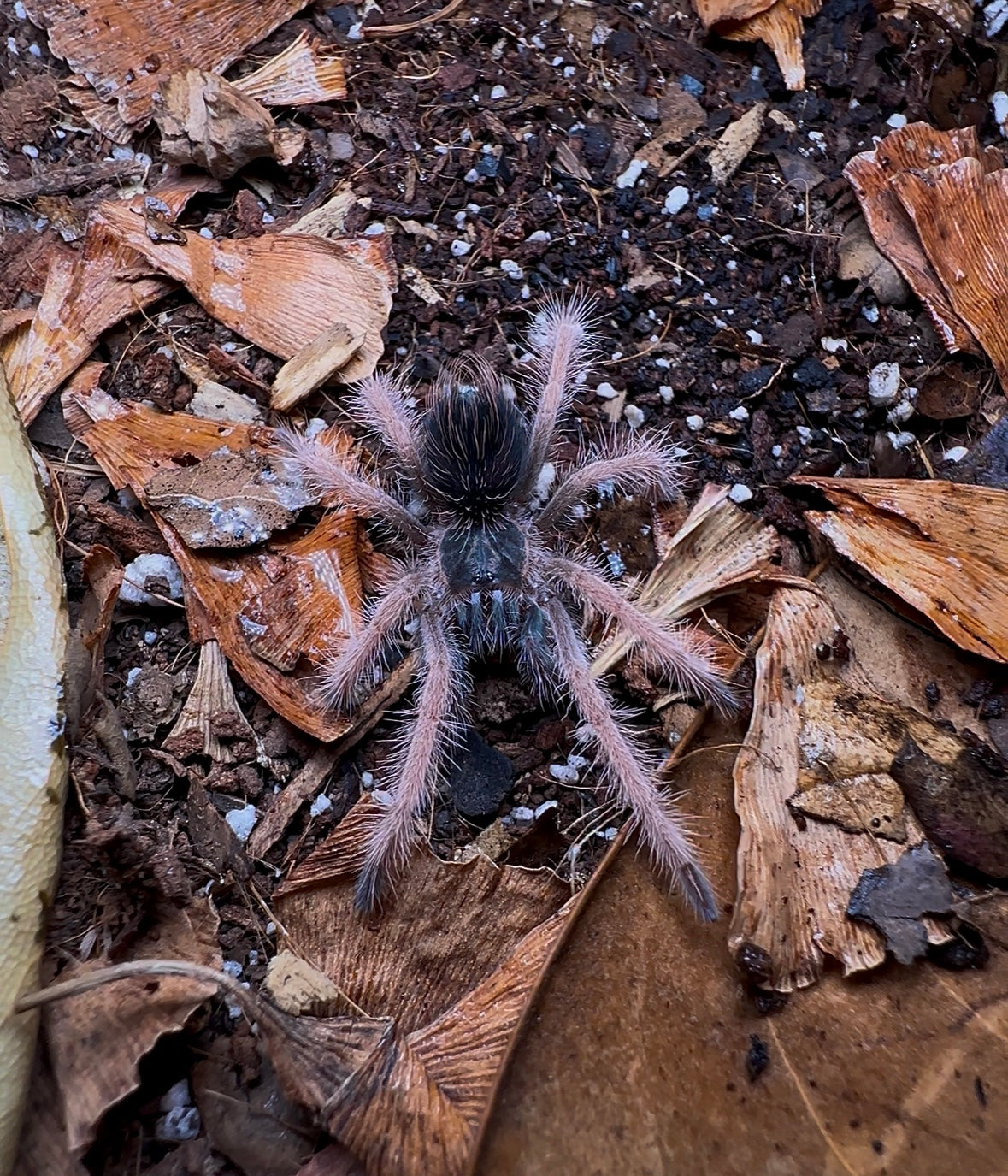 Pamphobeteus Solaris sling 