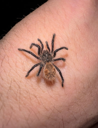 Phrixotrichus scrofa - Chilean Pink Burst Tarantula - EXTREMELY RARE!