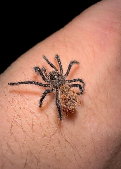 Phrixotrichus Scrofa tarantula baby for sale 