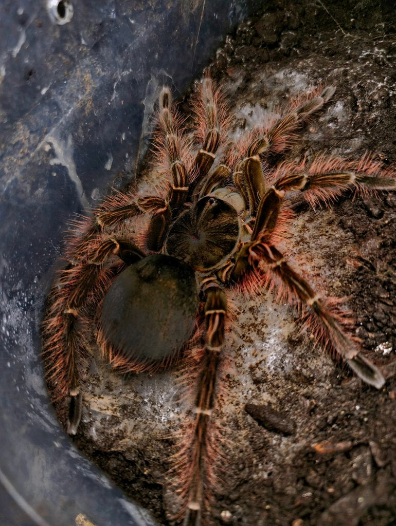 Theraphosa blondi - Goliath Bird-Eater - Largest Tarantula in the world