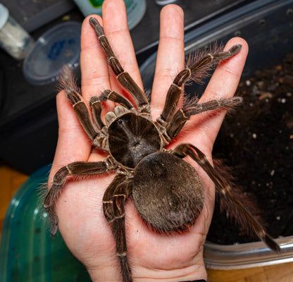 Theraphosa blondi - Goliath Bird-Eater - Largest Tarantula in the world