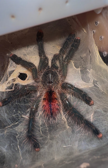 Avicularia sp. Pullcalpa - Cosmic Dream PinkToe - Paired Adult Female!
