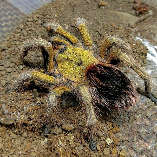 Euathlus Manicata Gold Adult female golden tarantula