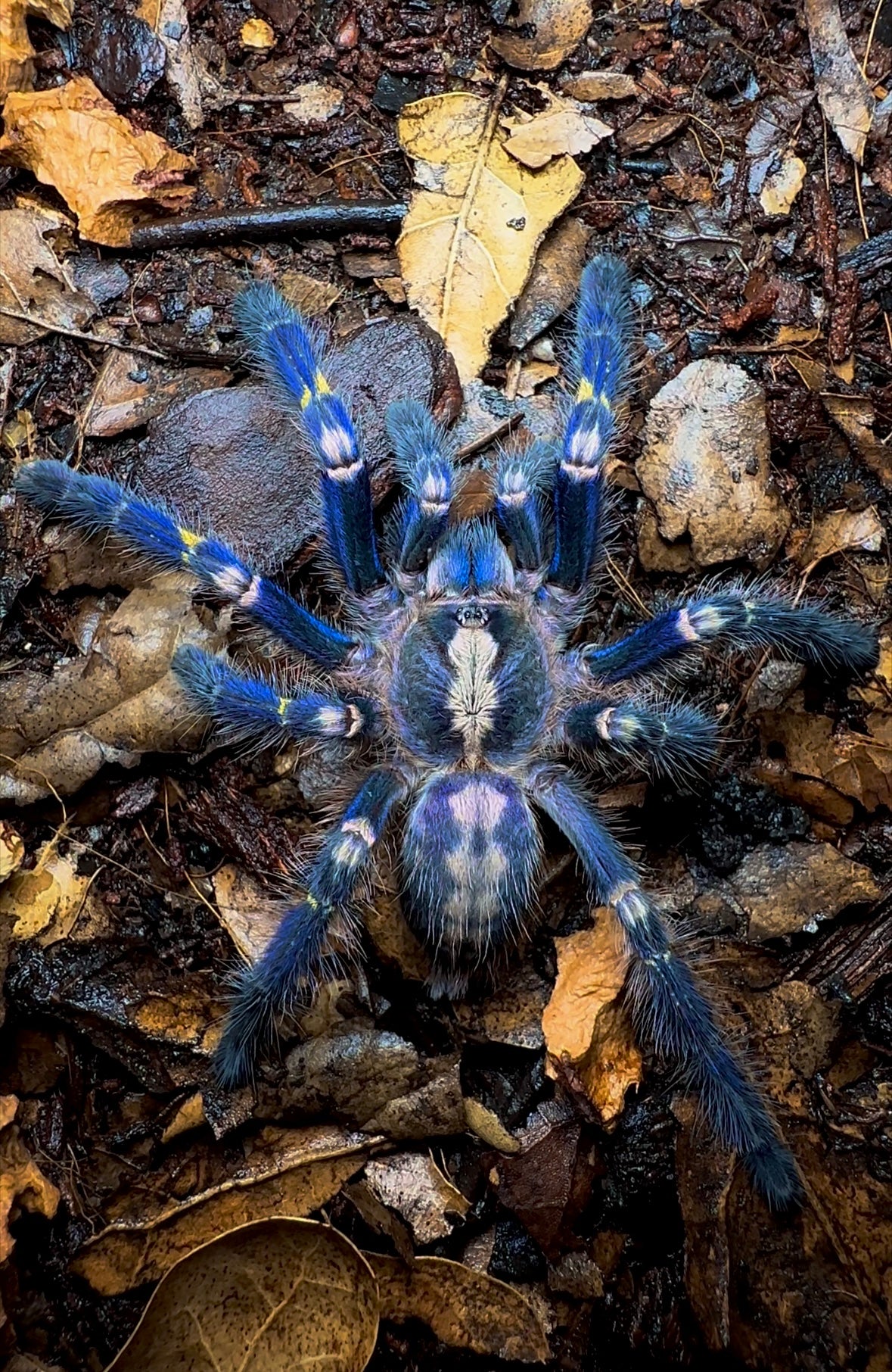 Poecilotheria Bundle - P. Metallica + P. Formosa + P. Regalis!