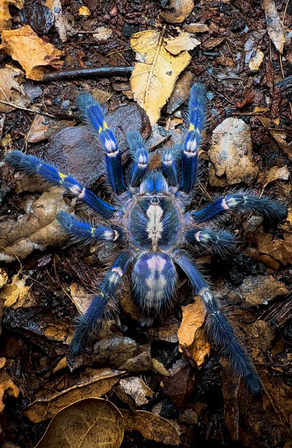Poecilotheria Bundle - P. Metallica + P. Formosa + P. Regalis!