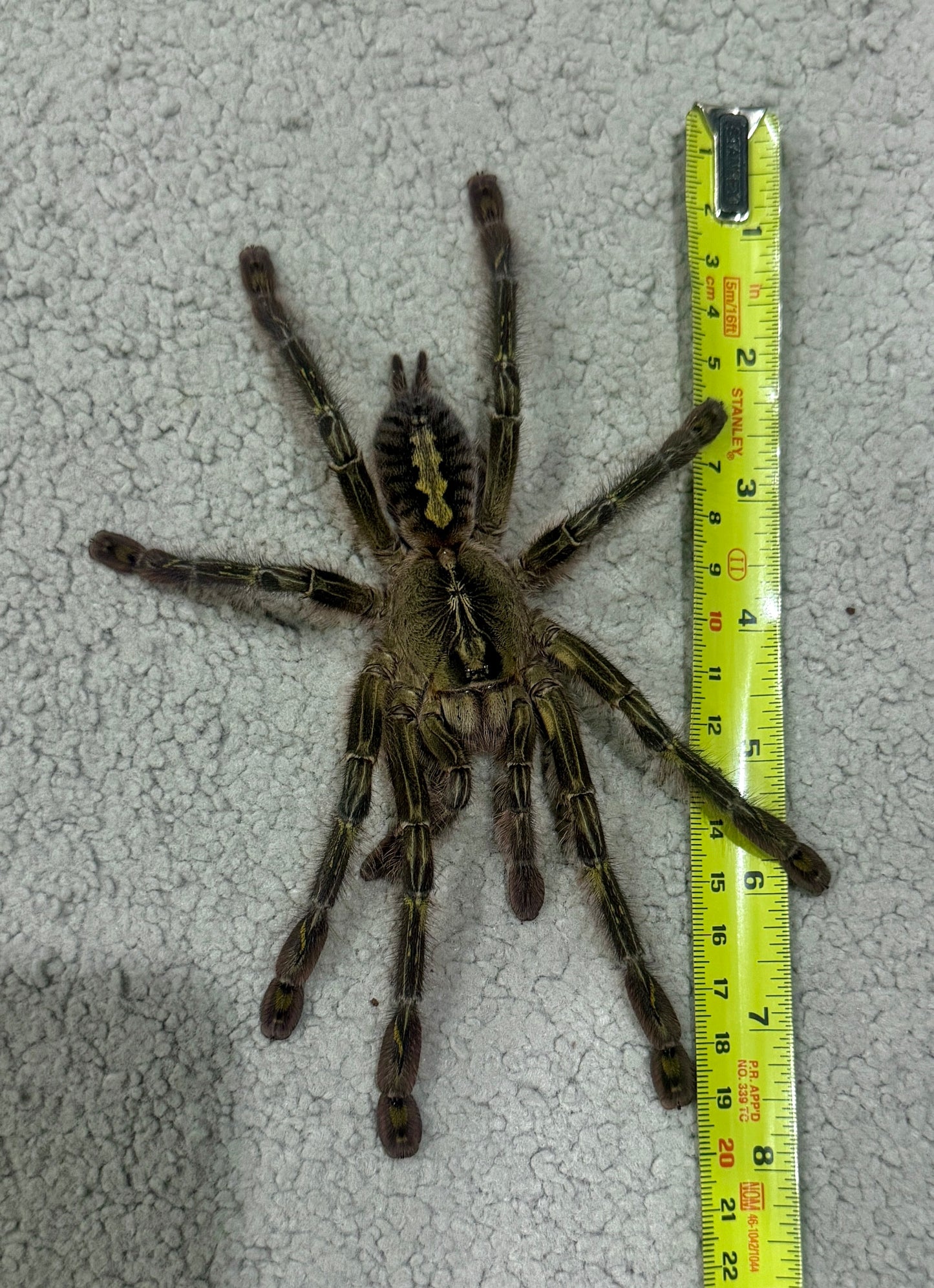 Poecilotheria rufilata - Red Slate Ornamental tarantula - For Sale