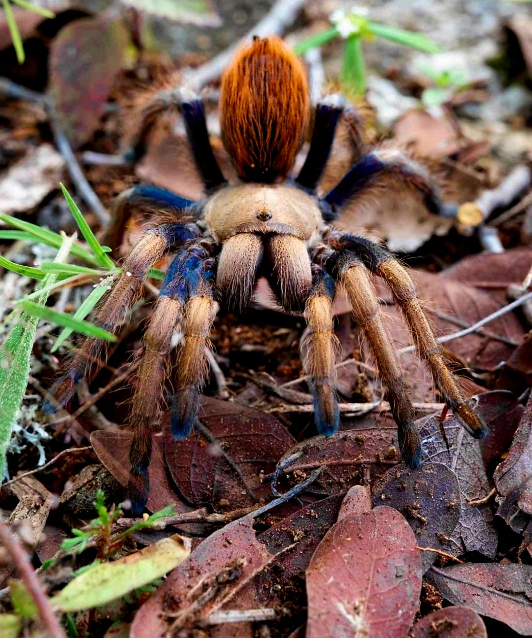 Aphonopelma sp. Aqua Fuego - The Blonde Blue Fuego - SWOLLEN BALLS RARE!