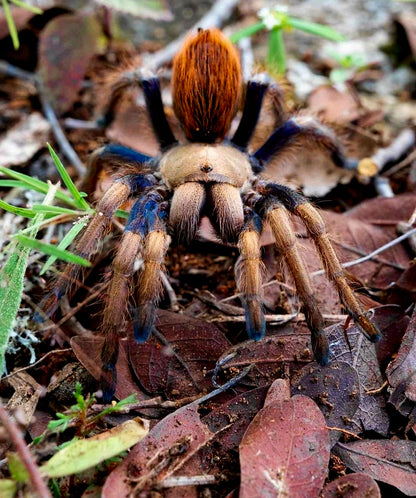 Aphonopelma sp. Aqua Fuego - The Blonde Blue Fuego - SWOLLEN BALLS RARE!