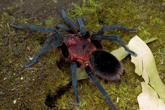 Bumba Tapajos tarantula on green moss 