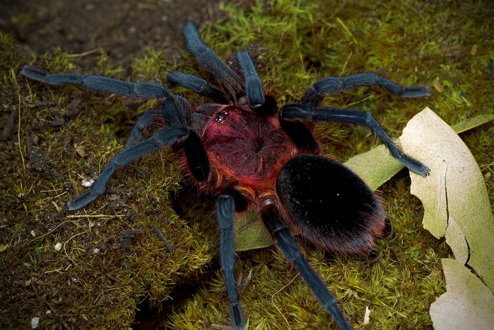 Bumba tapajos - Brazilian Flaming Pink Head - For sale!