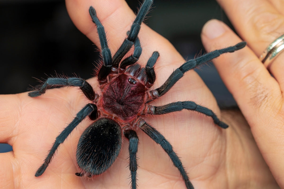 Bumba Tapajos Tarantula for sale - Adult female tarantula on hand 