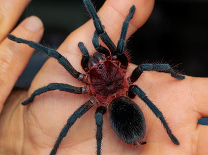 Bumba tapajos - Brazilian Flaming Pink Head - For sale!